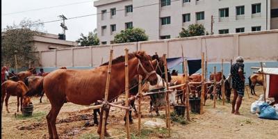 গোপীনাথপুরে ৫১৭ বছরের ঘোড়ার মেলা