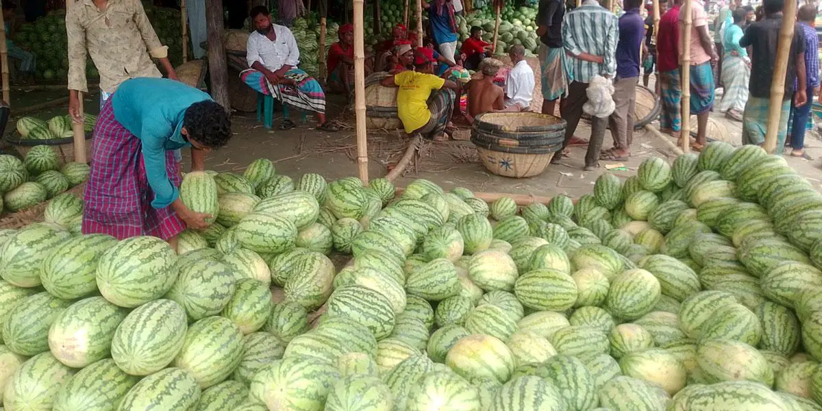বরিশালে ২০ হাজার কোটি টাকার তরমুজ বেচাকেনার সম্ভাবনা