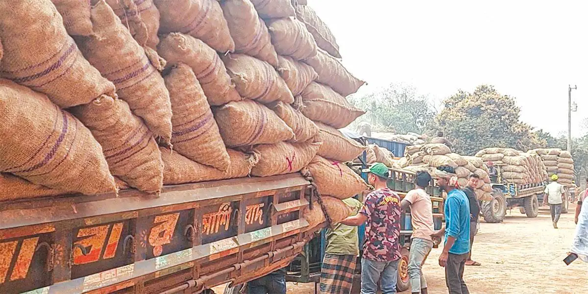 ঠাকুরগাঁওয়ে রাস্তা বন্ধ করে গাছ রোপণ, বিপাকে কৃষক