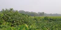 শুক্রবারের আবহাওয়ার পূর্বাভাস