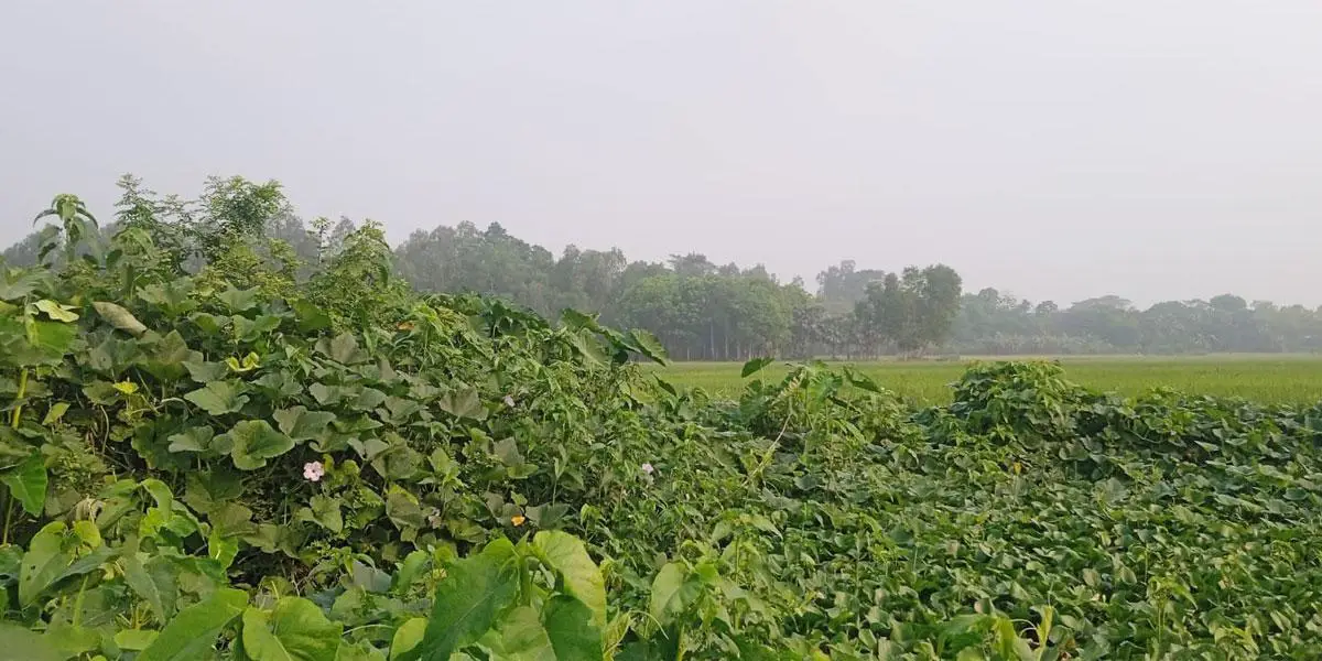 শুক্রবারের আবহাওয়ার পূর্বাভাস