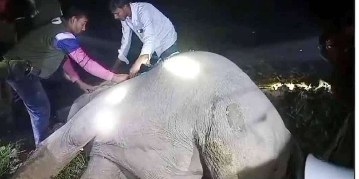 শেরপুরে কৃষকের পাতা বৈদ্যুতিক ফাঁদে হাতির মৃত্যু