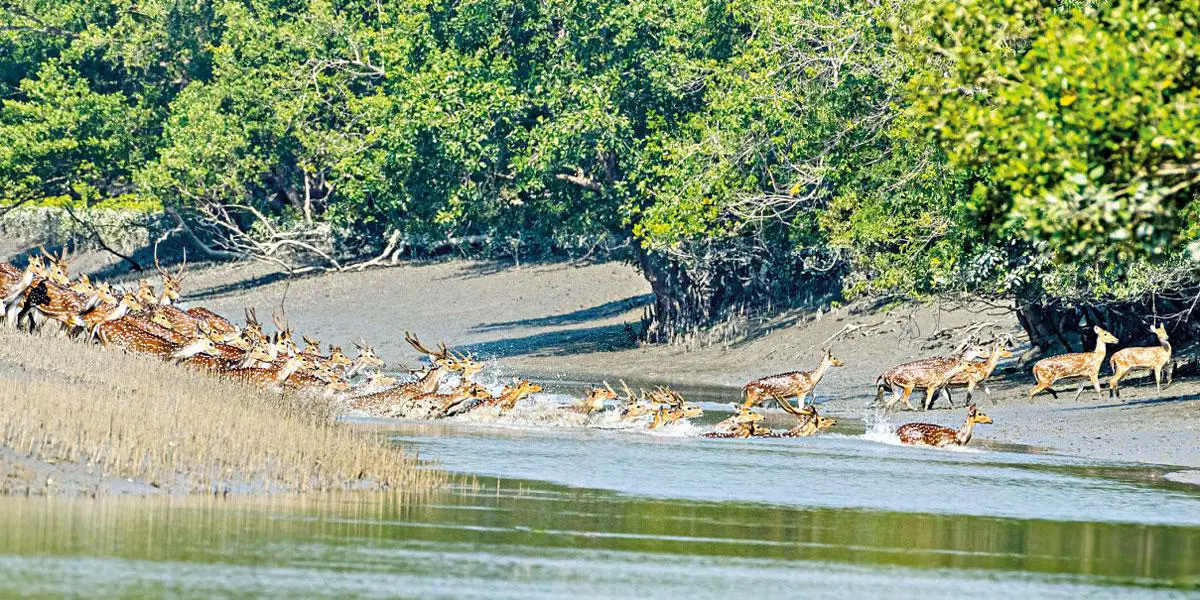 সুন্দরবনের ঝুঁকি বাড়াচ্ছেন বনজীবীরা
