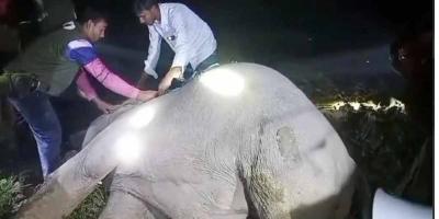 শেরপুরে কৃষকের পাতা বৈদ্যুতিক ফাঁদে হাতির মৃত্যু