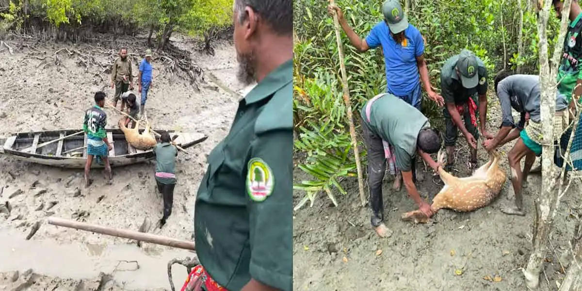 শিকারির ফাঁদে আটকেপড়া হরিণ উদ্ধার করে সুন্দরবনে অবমুক্ত