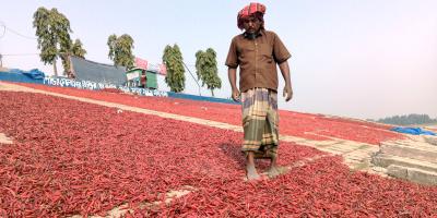বগুড়ায় কমছে মরিচের চাষ
