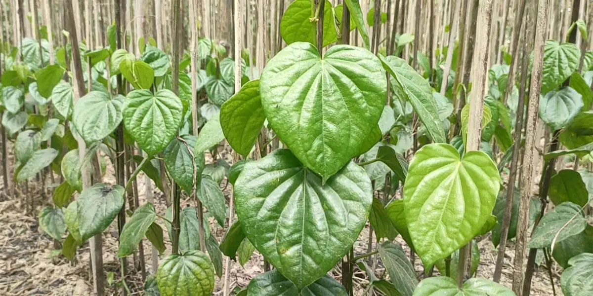 পান চাষে আগ্রহ হারাচ্ছেন চাষিরা