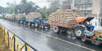 ভরা মৌসুমে ক্ষতির মুখে আলুচাষিরা