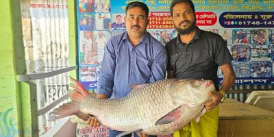 গোয়ালন্দে পদ্মার ২৮ কেজির কাতল ৭০ হাজার টাকা বিক্রি