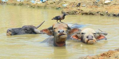 তাপমাত্রা বাড়বে আগামী কয়েকদিন