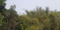 আবহাওয়ার পূর্বাভাস: বাড়তে পারে তাপমাত্রা