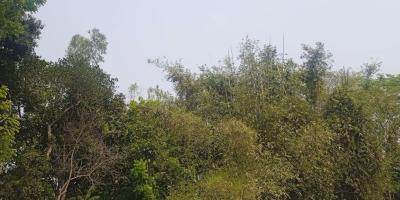 আবহাওয়ার পূর্বাভাস: বাড়তে পারে তাপমাত্রা