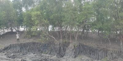 শ্যামনগরে গাছ কেটে বাঁধ সংস্কার