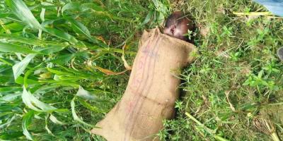 শিবপুরে ভুট্টাখেতে মিলল বস্তাবন্দি মরদেহ