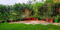 ঈদের ছুটিতে গাছের যত্ন