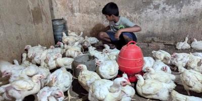 ভোক্তার গলা কাটছেন মুরগি ব্যবসায়ীরা