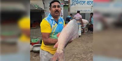 পদ্মার এক রুই ৪৩ হাজার টাকায় বিক্রি