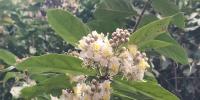 দোলে বনে মাধবীলতা