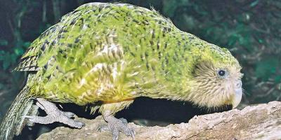 অদ্ভুত ও বিলুপ্তপ্রায় কাকাপো