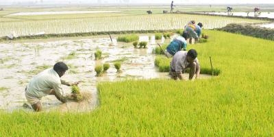 পানির অভাবে কমেছে বোরো ধানের চাষ