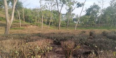খরায় পুড়ছে চা-বাগান, উৎপাদন নিয়ে শঙ্কা