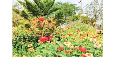 নোবিপ্রবি ক্যাম্পাসে বসন্ত চলছেই