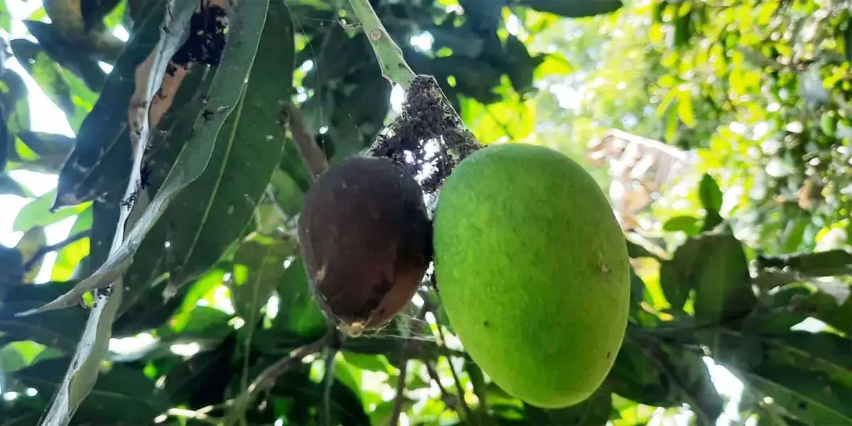 ঝরছে আমের গুটি, ফলন কমার শঙ্কা