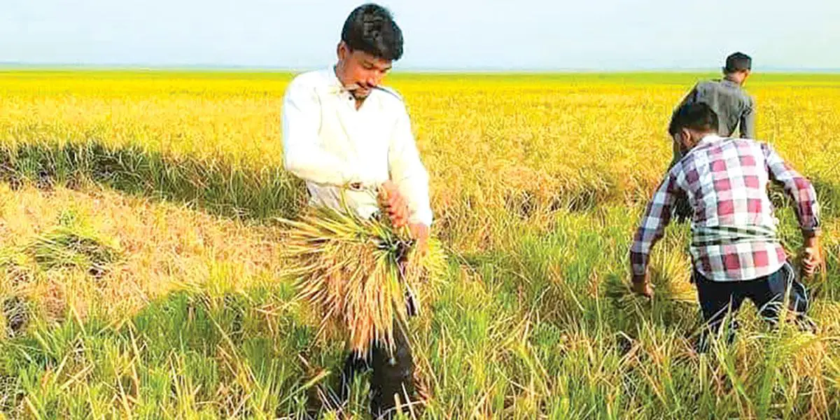 হাওরে বৃষ্টি কম হওয়ায় ধানের ফলন কম