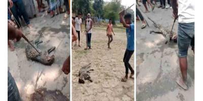 সিলেটে উল্লাস করে মেছোবাঘকে পিটিয়ে হত্যা