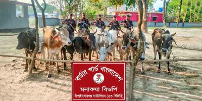 চাঁপাইনবাবগঞ্জ সীমান্তে ১০টি ভারতীয় গরু জব্দ