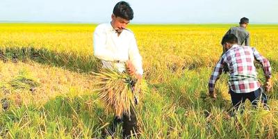 হাওরে বৃষ্টি কম হওয়ায় ধানের ফলন কম
