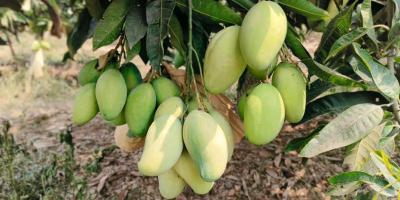আম উৎপাদনে খরচ বেড়েছে