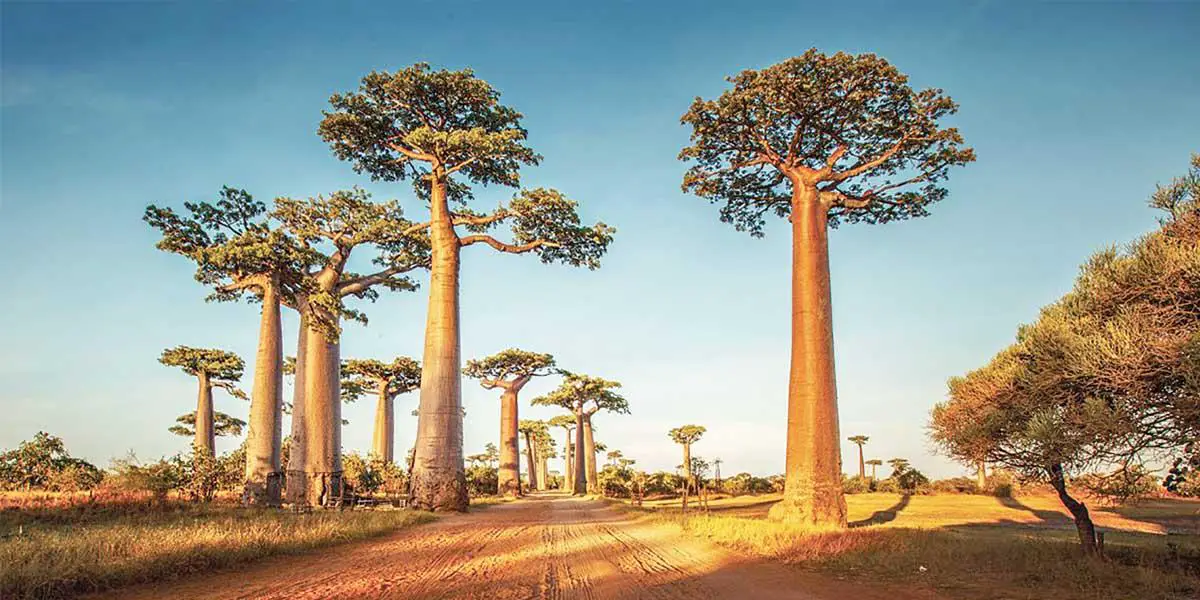 মরুভূমির বিচিত্র গাছ বাওবাব