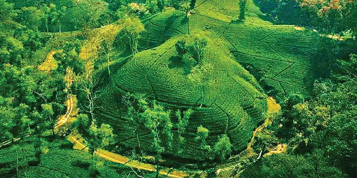 ঘুরে আসুন দার্জিলিং টিলা