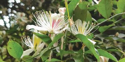 কাঁটালতায় ফুটেছে সে ফুল