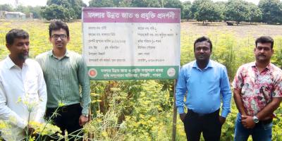 ঈশ্বরদীতে প্রথমবার মৌরি মসলার চাষ