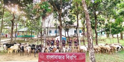 সীমান্তে ৬১ লাখ টাকার ভারতীয় দুম্বা-ছাগল জব্দ