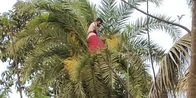 নড়াইলে খেজুর সন্ন্যাসী পূজা অনুষ্ঠিত