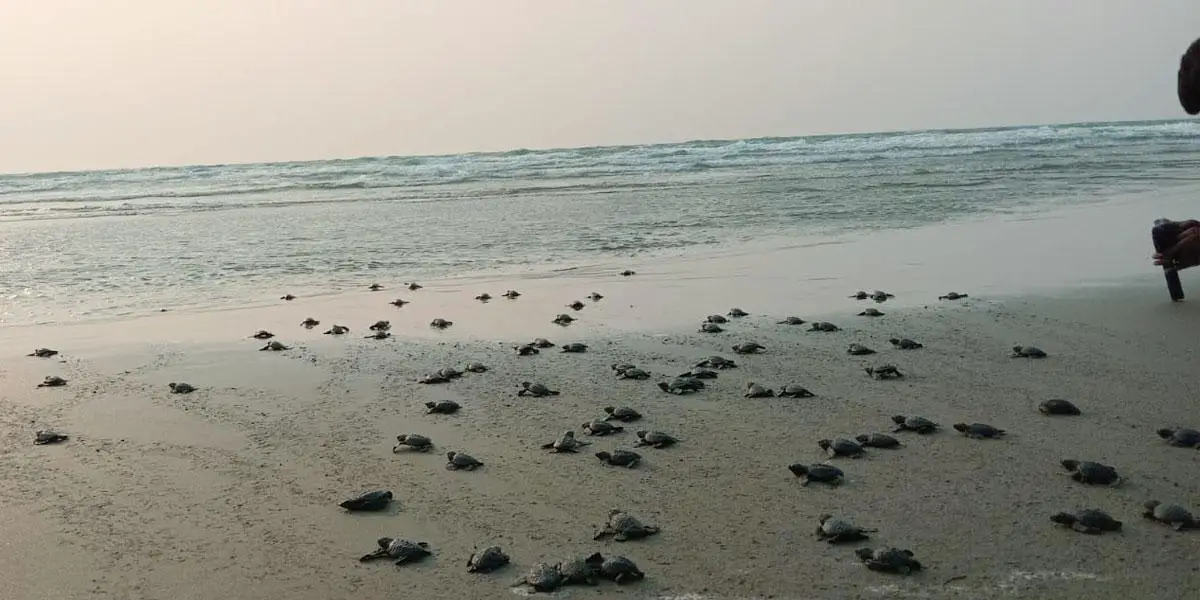 বঙ্গোপসাগরে ৫২০ কাছিমের বাচ্চা অবমুক্ত