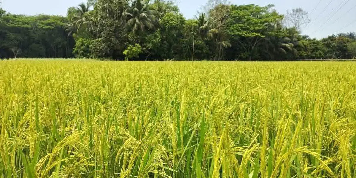 ইরি চাষে বাড়ছে খরচ