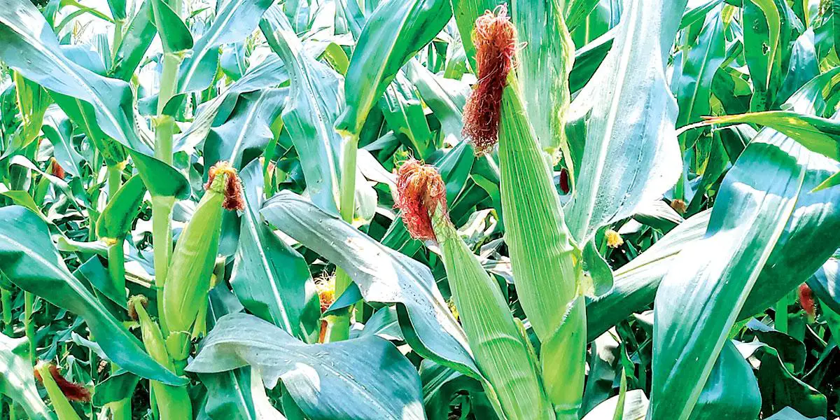 জয়পুরহাটে ১০ হাজার টন ভুট্টা উৎপাদনের আশা