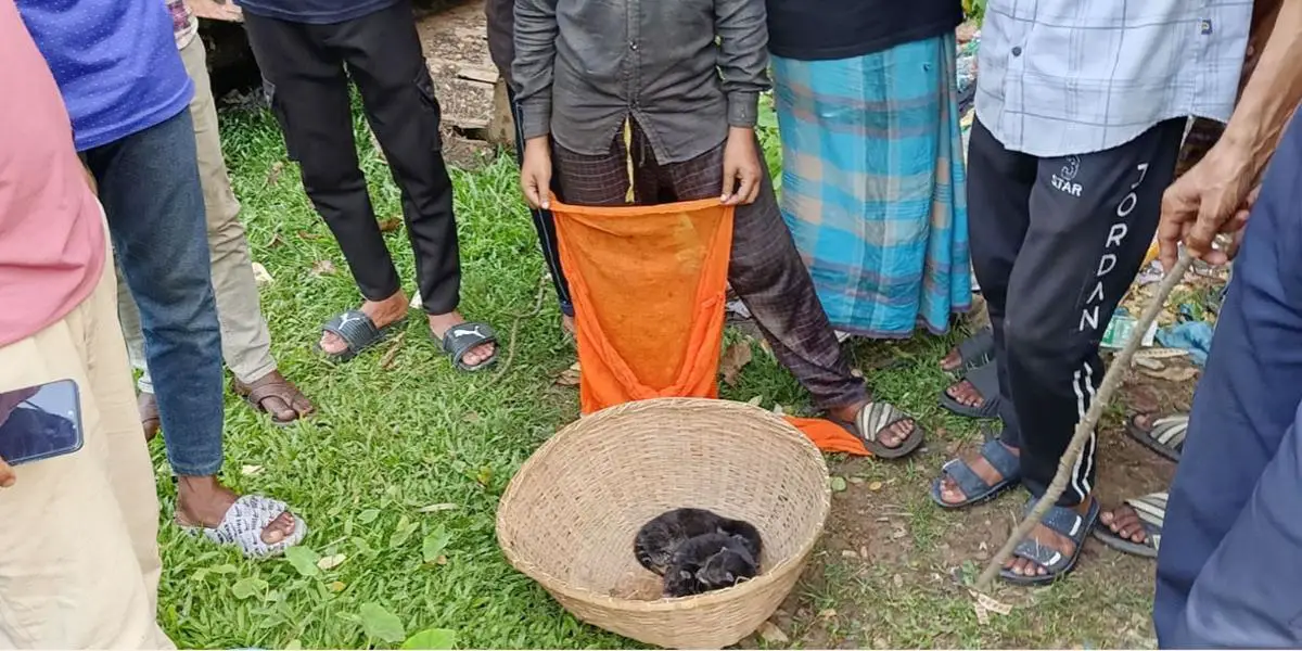 ৯৯৯ এ ফোনকলে ৩ কাঠবিড়ালি শাবক উদ্ধার