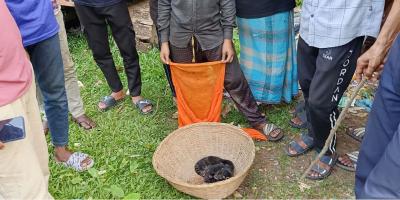 ৯৯৯ এ ফোনকলে ৩ কাঠবিড়ালি শাবক উদ্ধার
