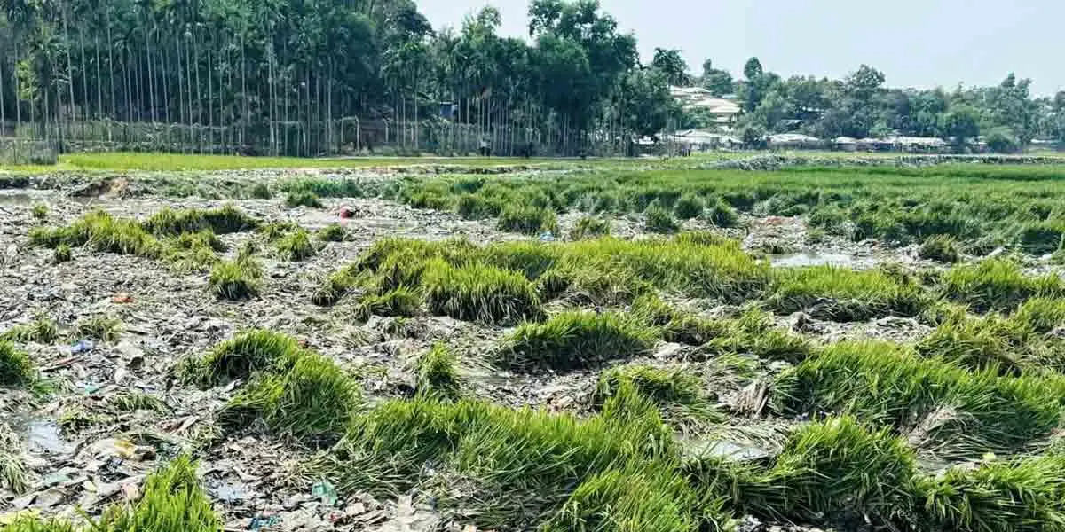 রোহিঙ্গা ক্যাম্পের বর্জ্যে নষ্ট হচ্ছে পাকা ধান, কৃষকদের মাথায় হাত