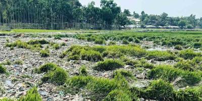 রোহিঙ্গা ক্যাম্পের বর্জ্যে নষ্ট হচ্ছে পাকা ধান, কৃষকদের মাথায় হাত