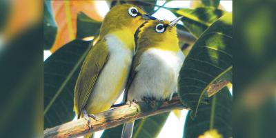 অপূর্ব উদয়ী ধলা চোখ