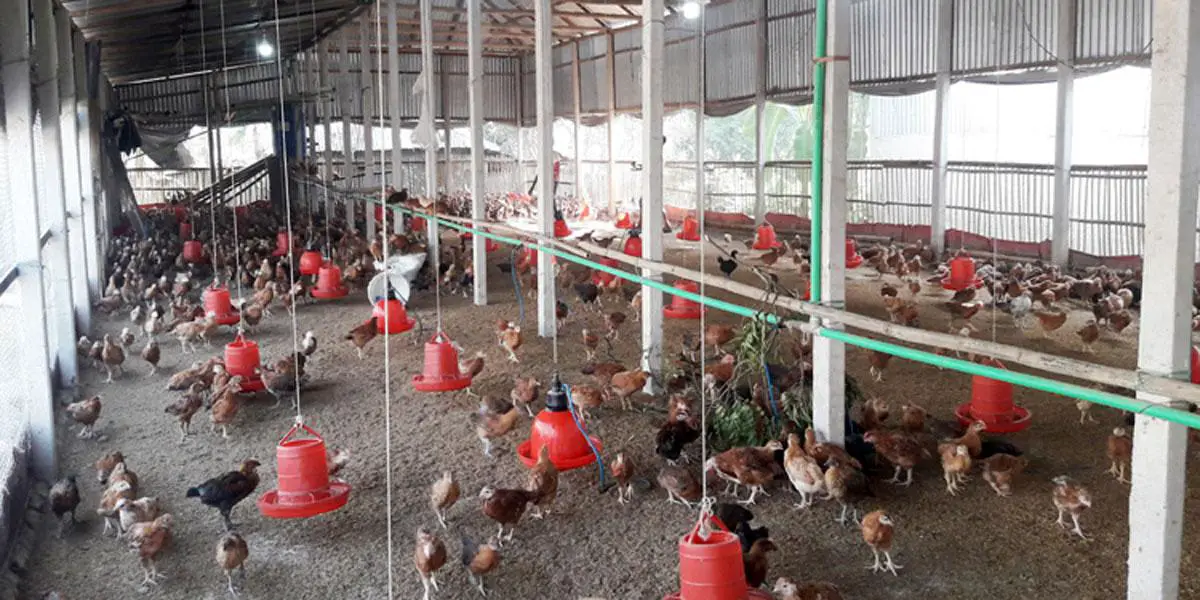দাউদকান্দিতে বন্ধ অধিকাংশ পোলট্রি খামার