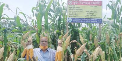 নবীনগরে ভুট্টার বাম্পার ফলন