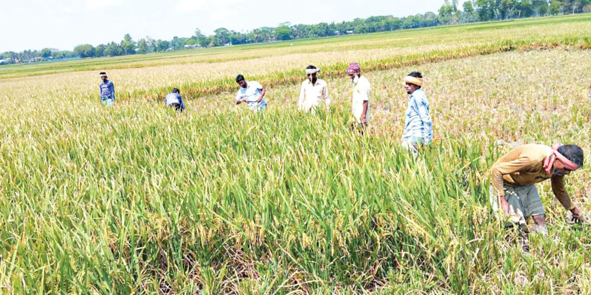 ধান কাটায় বাড়তি খরচ