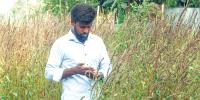 চিয়া সিড চাষে শিমুলের সাফল্য